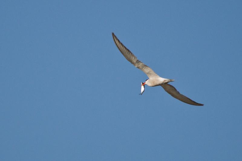 DSC_0438.jpg