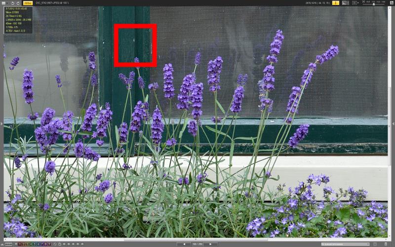 lavanda o.jpg