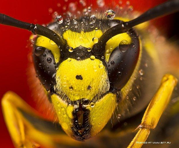 1317725963_omid-golzar-macro-photography-3-b177.ru-2013.jpg