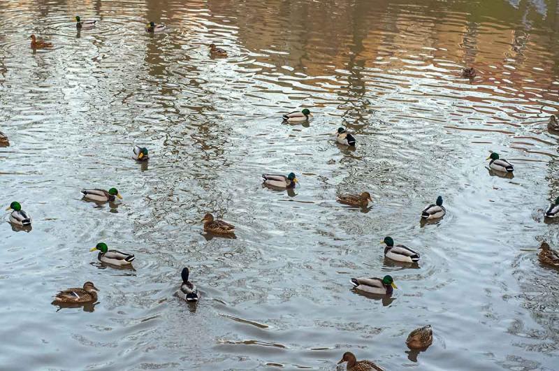 duck2.jpg