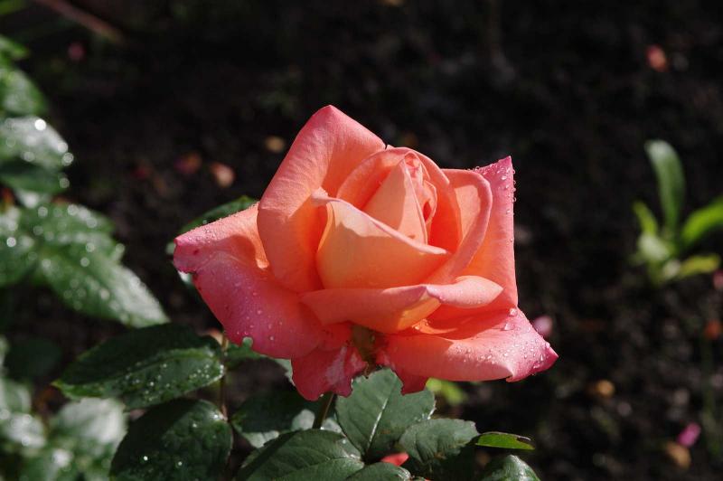 IMGP2429+.JPG