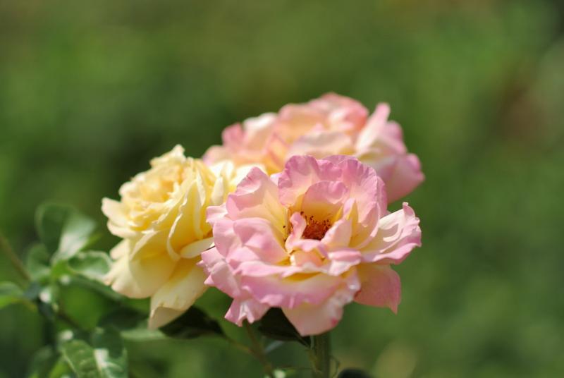 DSC_0020.jpg