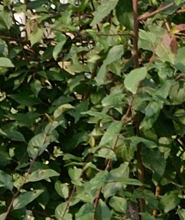20130709_163.JPG