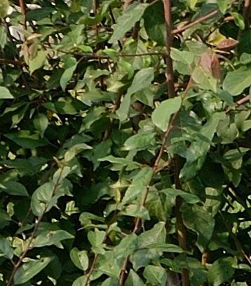 20130709_164.JPG