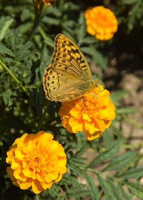 _DSC2637_Edit.jpg
