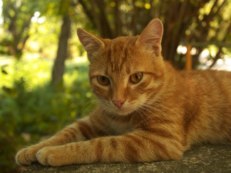 tomcat.jpg