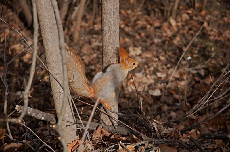 DSC_0081.jpg