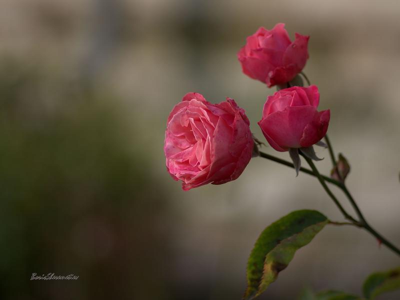 IMGP9715121n2.jpg