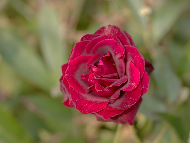 IMGP97213n1.jpg