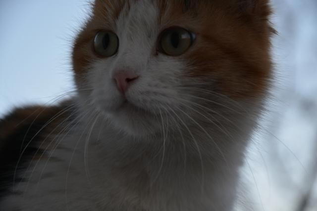 NIK_0385.JPG