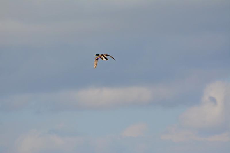 DSC_0429.jpg