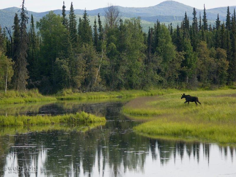 Young Bull Moose Cheena River Alaska.jpg