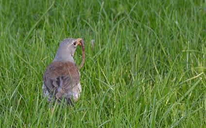 DSC_2424_cr1.jpg