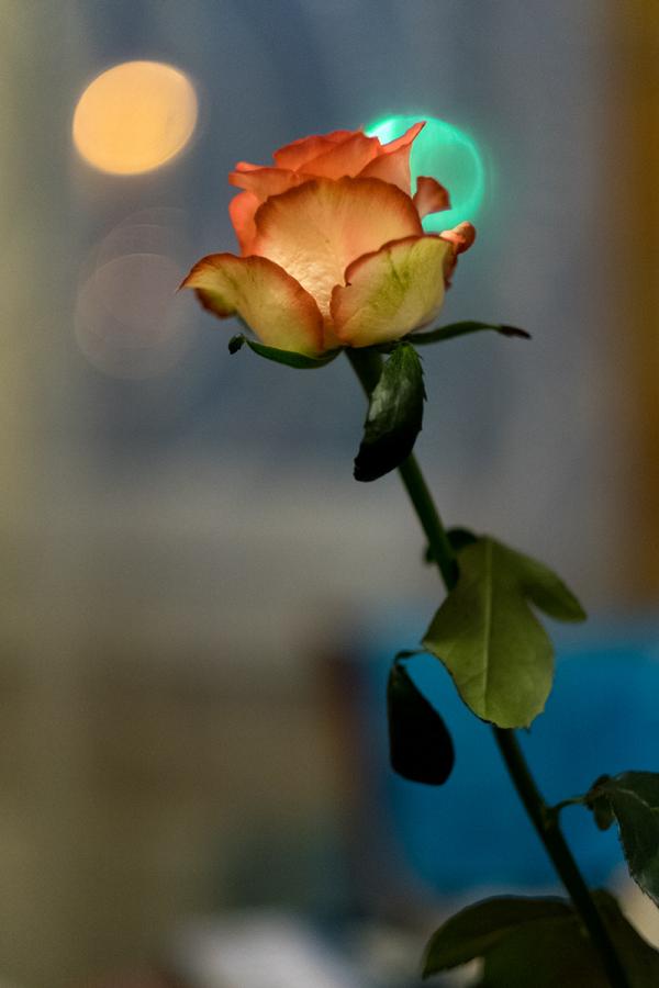 DSCF2806.jpg