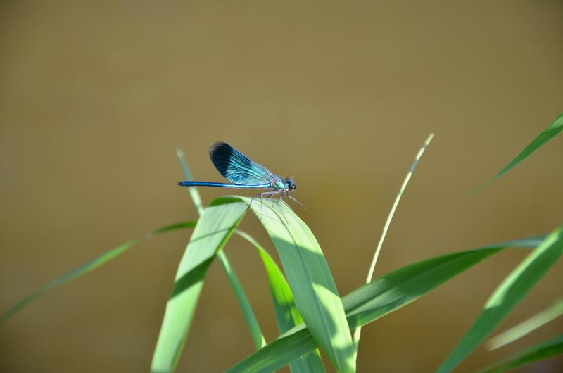 DSC_3185.jpg