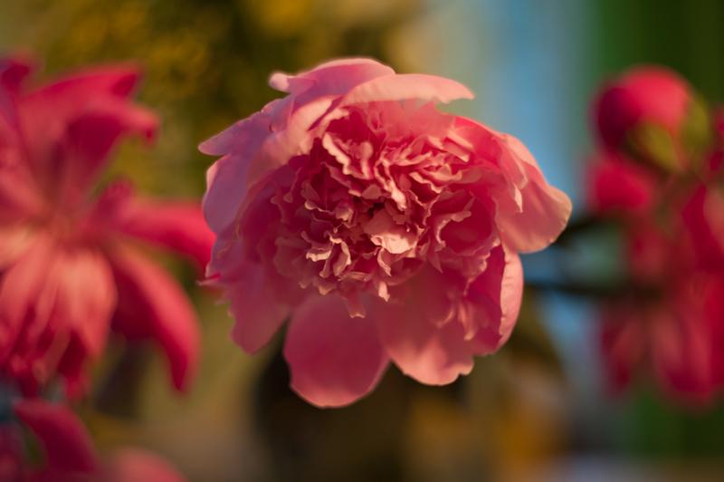 DSC_8523.jpg