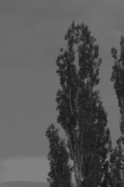 crop1.gif