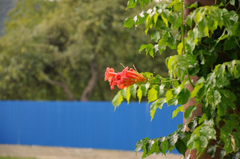 DSC_0962.JPG