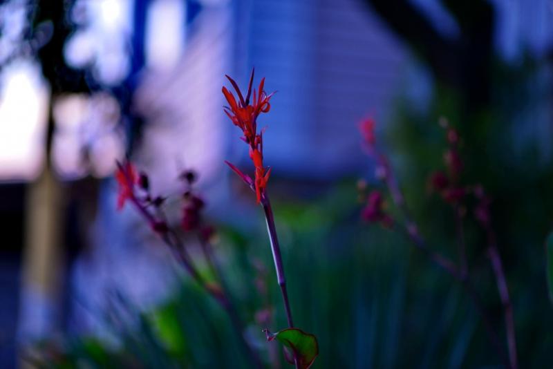 DSC_0810.JPG
