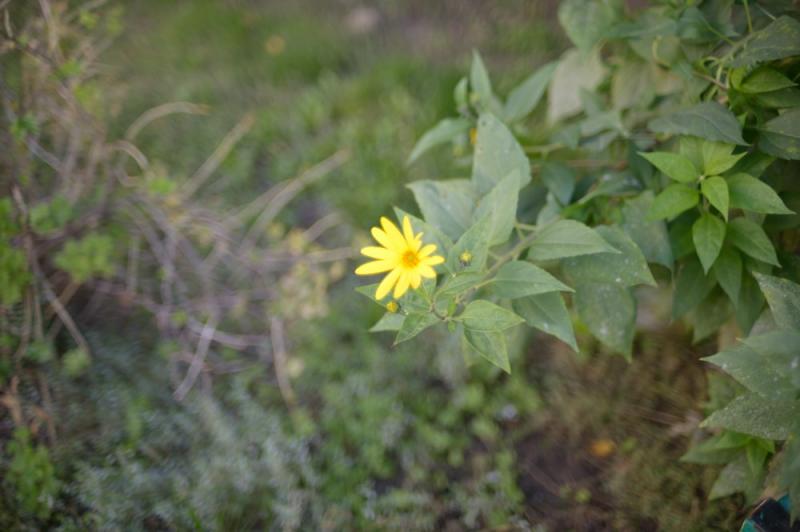 N01_35-1.4_f1.4.jpg