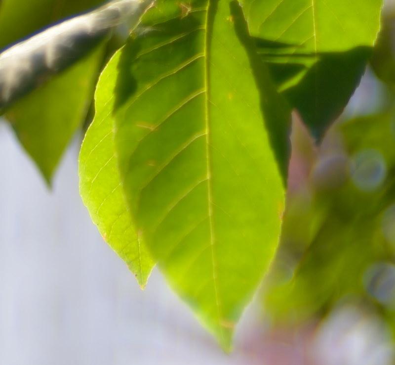 N02_35-1.4_f1.4_crop up perifer.jpg