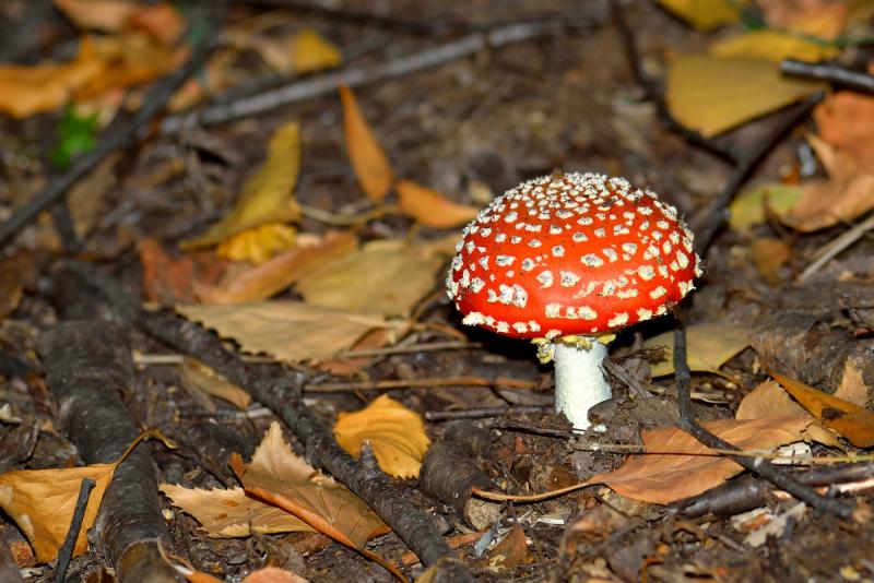 DSC_3175.JPG