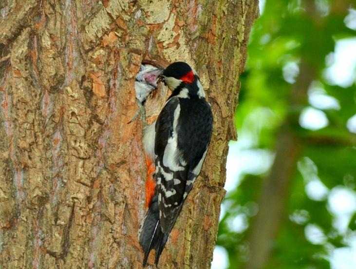 DSC_2935.JPG
