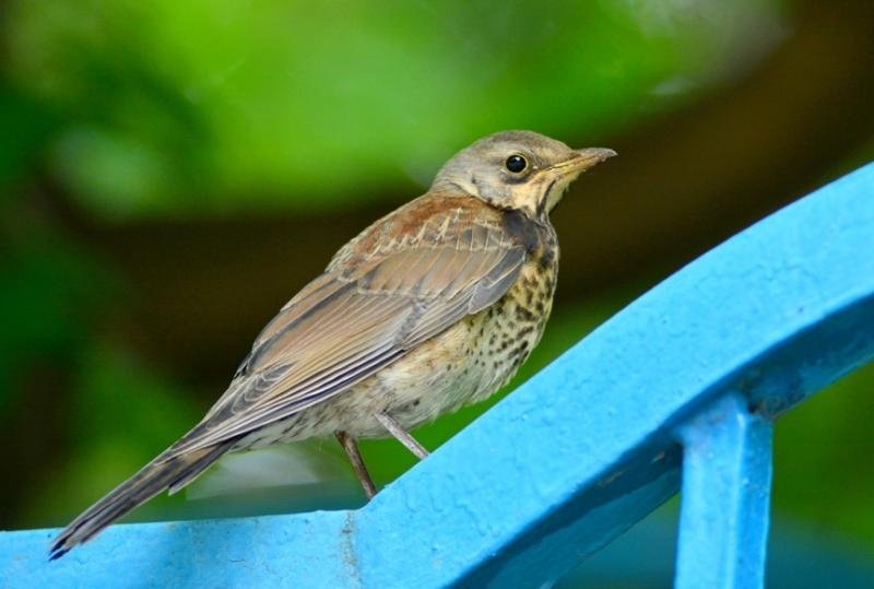 DSC_3333.JPG