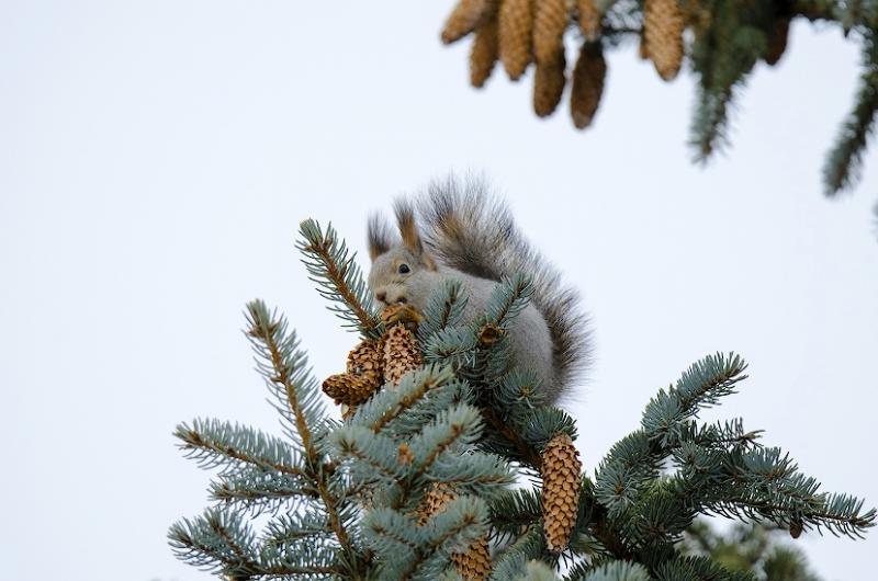 073СС.jpg
