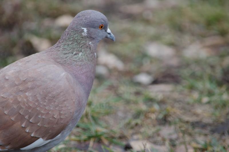 DSC_3252.jpg