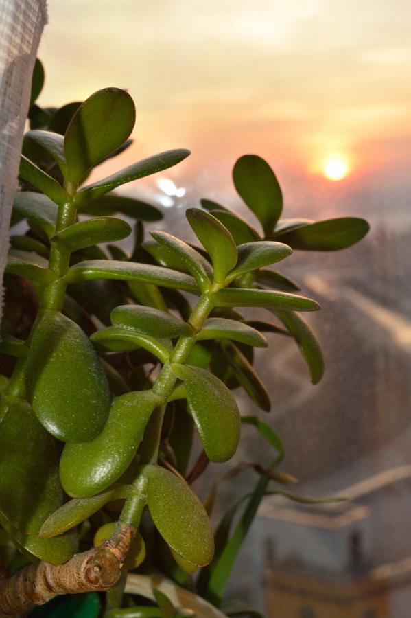 crassula.jpg
