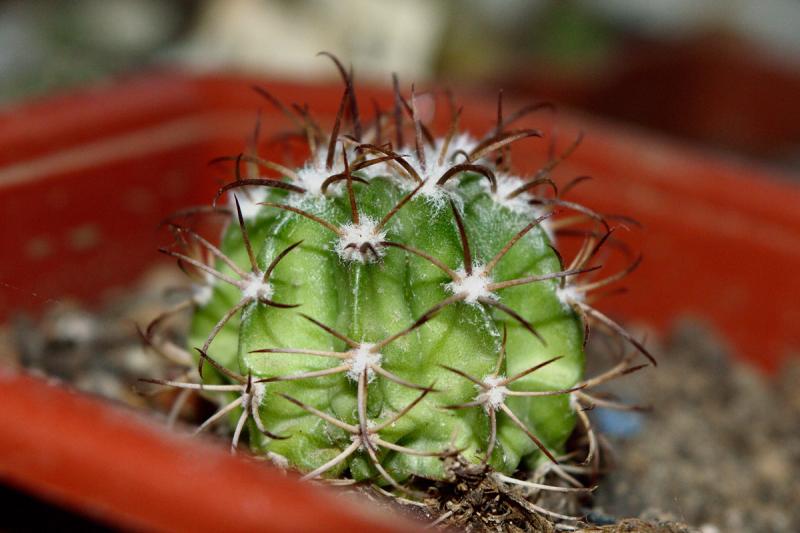 melocactus.jpg