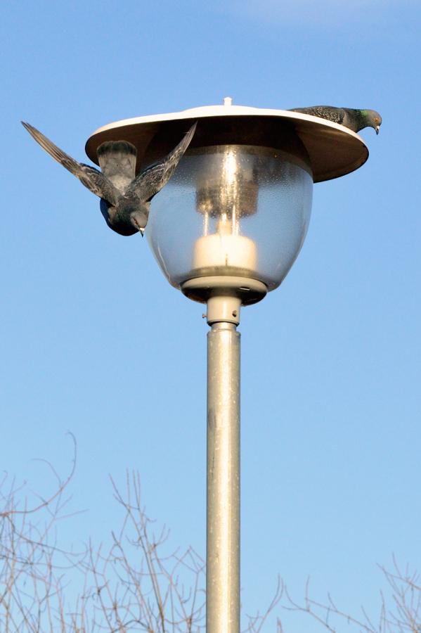 pigeon8_s.jpg