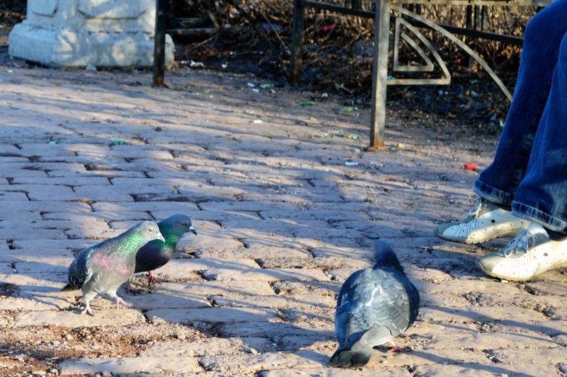 pigeon2z_s.jpg