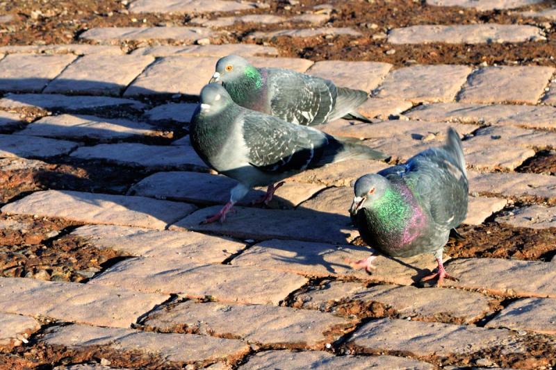 pigeon5z_s.jpg
