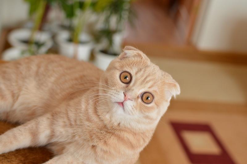 мой коте.JPG