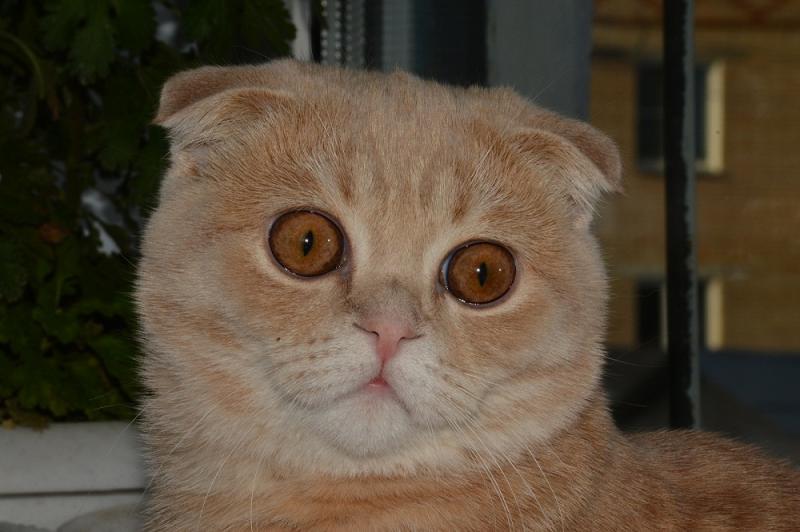 кремовый кот.JPG