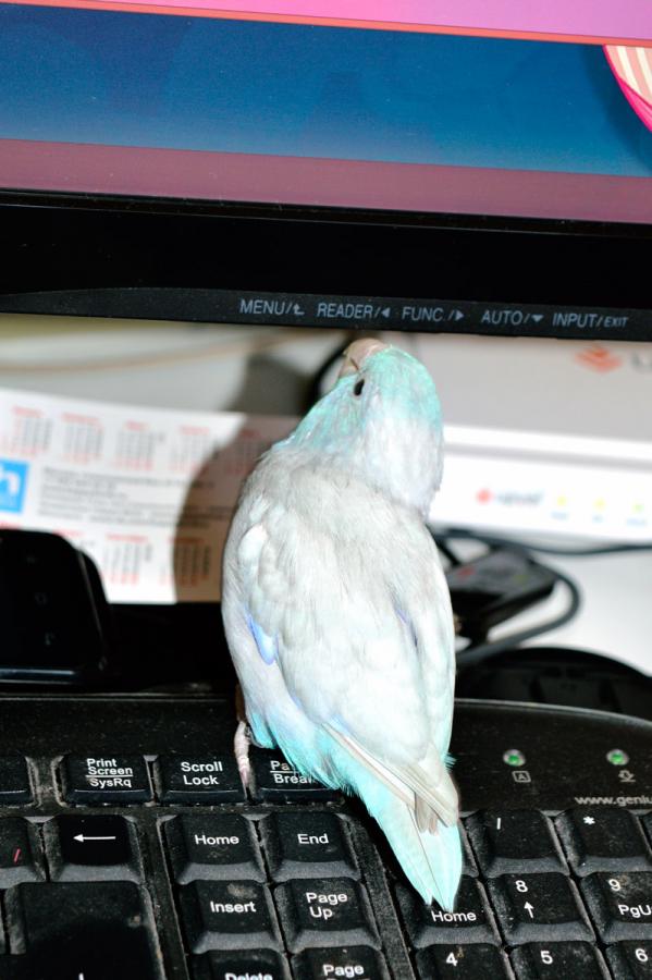 umka_reader_s.jpg