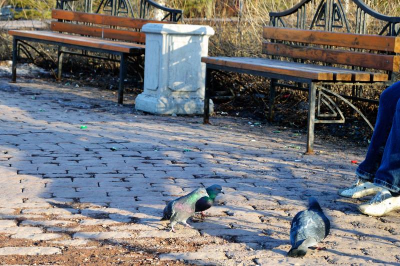 pigeon2_s.jpg