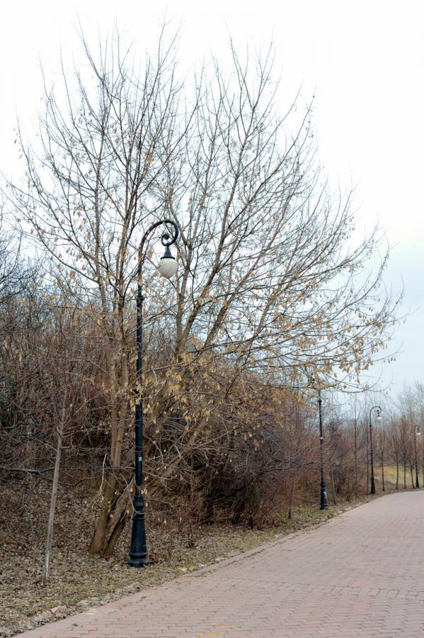 lamptree_s.jpg
