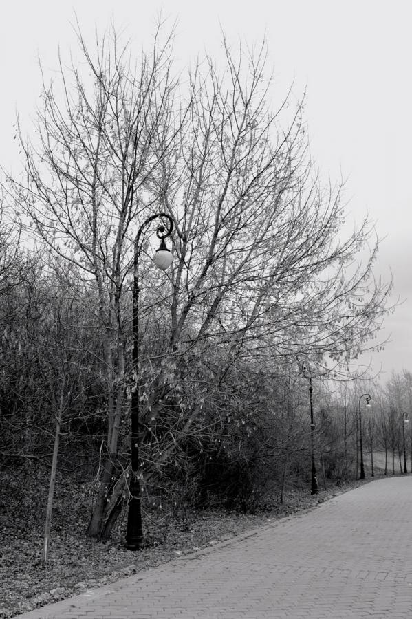 lamptree_gr_s.jpg