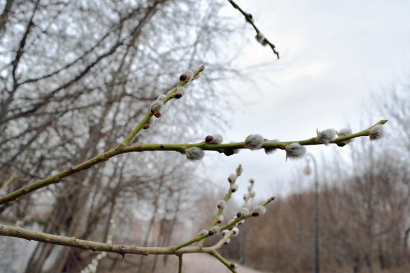 earlyspring_s.jpg
