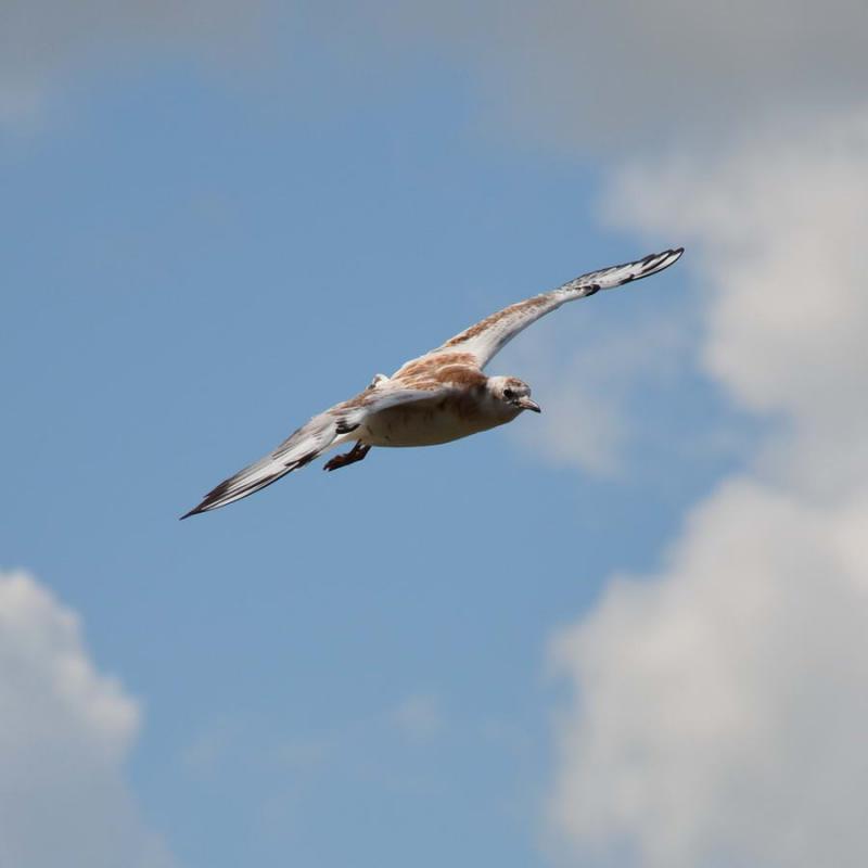 DSC_4797.JPG