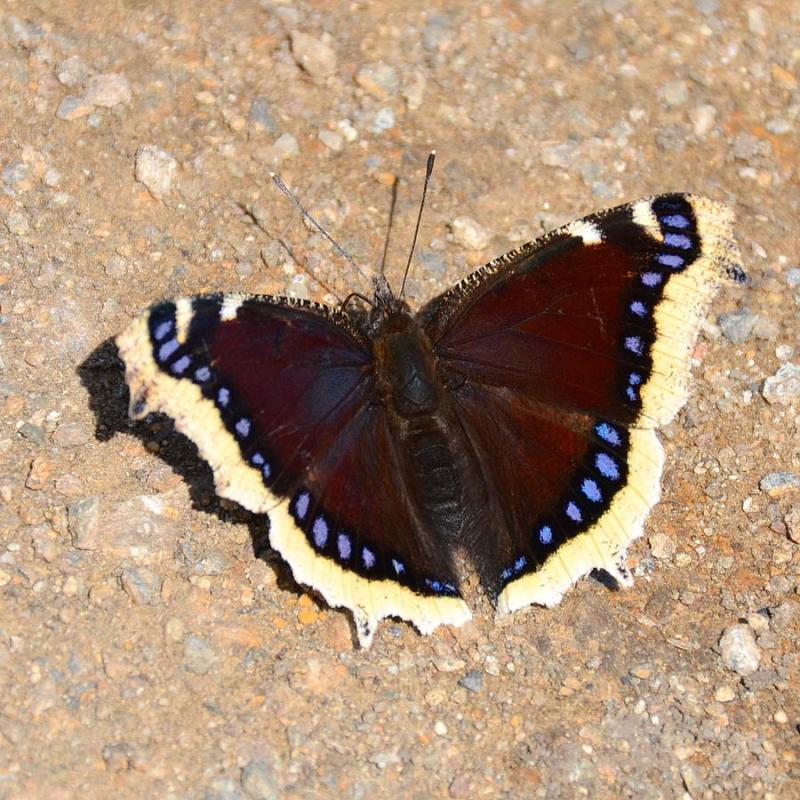DSC_+4900.JPG