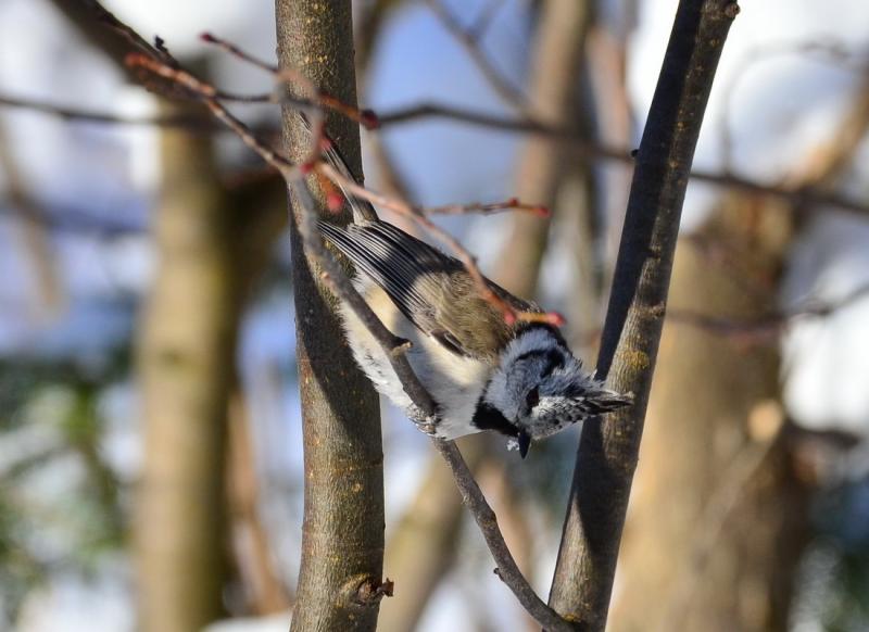 DSC_01436.jpg