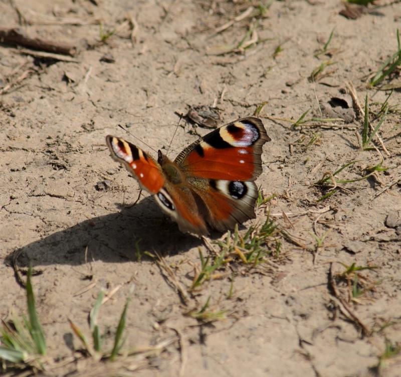 DSC_21711.jpg