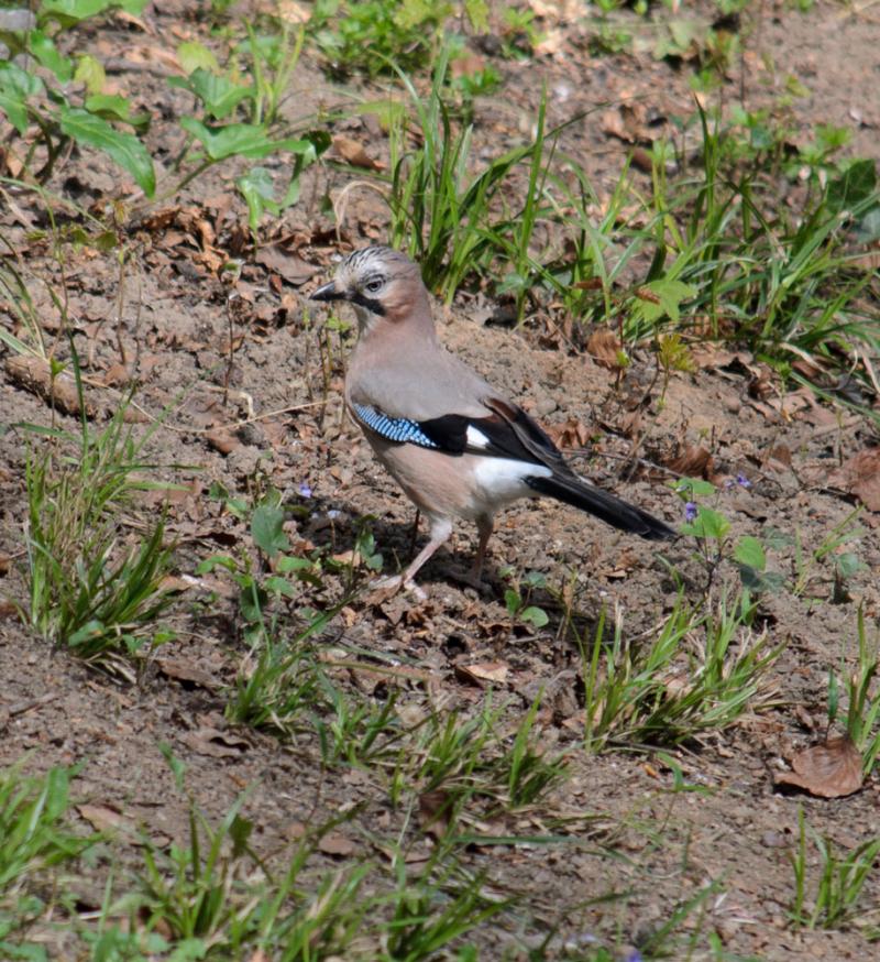 DSC_21734.jpg