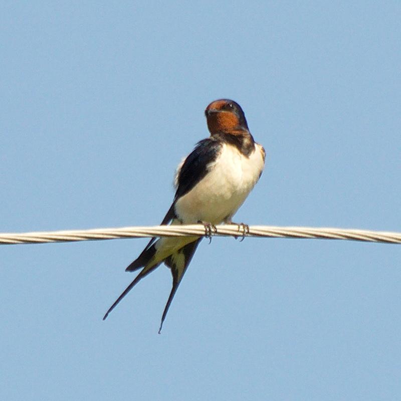 DSC_-04307.jpg
