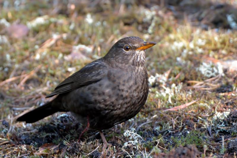 DSC_5571.jpg