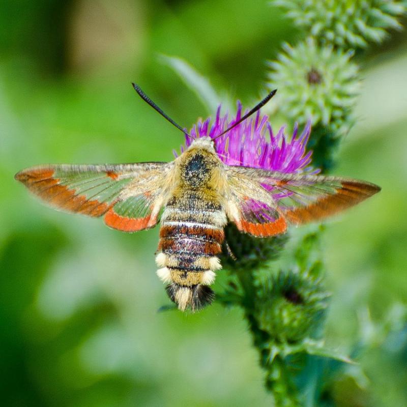 DSC_5723.jpg